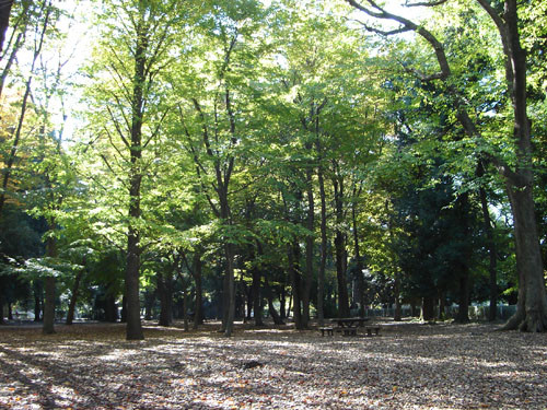 砧公園の写真