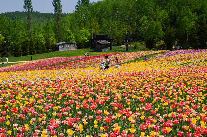 General photo of the flower fields in Takin Suzuran Park