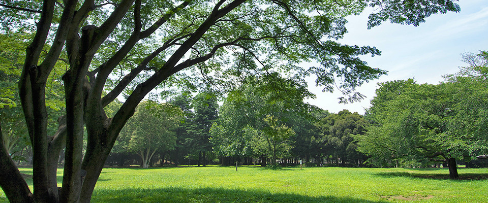 砧公園の写真